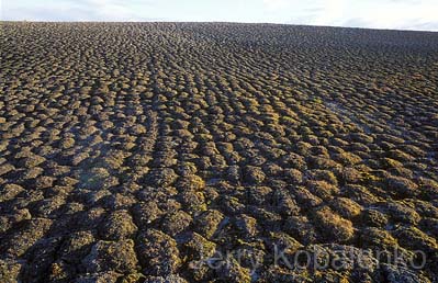 environment014a