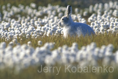 wildlife001