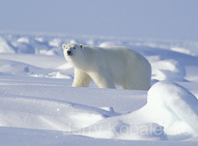 wildlife002