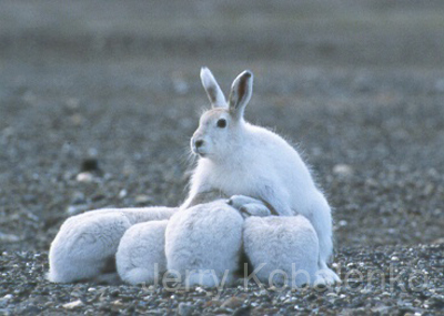 wildlife003