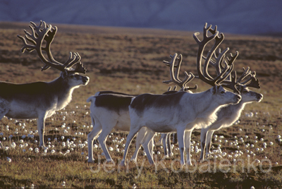 wildlife005