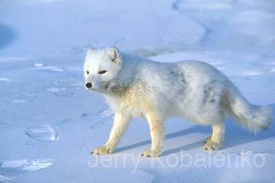 wildlife007