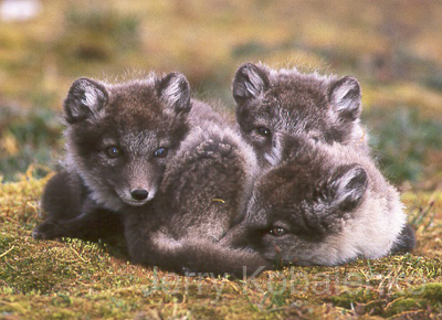wildlife008