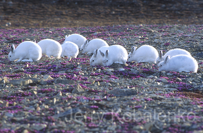 wildlife009