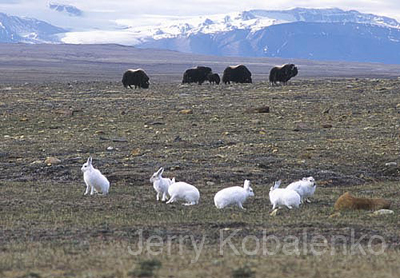 wildlife010