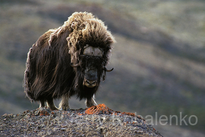wildlife011