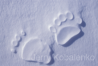wildlife012
