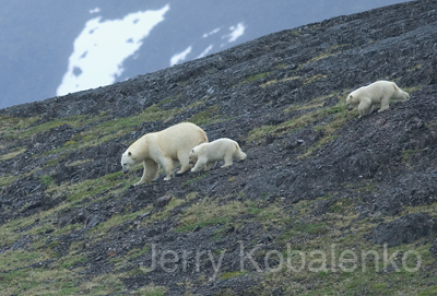 wildlife013