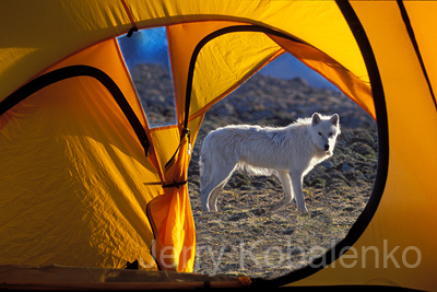 wildlife014