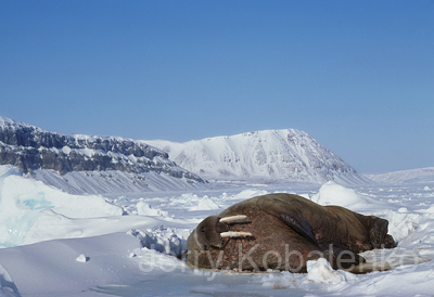 wildlife015