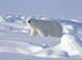 wildlife002