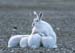 wildlife003