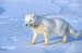 wildlife007