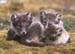 wildlife008