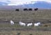 wildlife010
