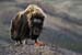 wildlife011