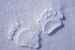 wildlife012