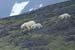 wildlife013